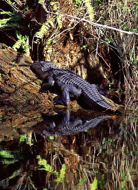 Big Cypress Gator Reflection (V)  - ID: 562260 © Donald E. Chamberlain