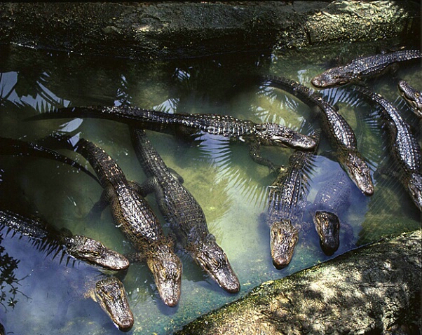 Overview of Gators at Alligator Farm - ID: 562264 © Donald E. Chamberlain