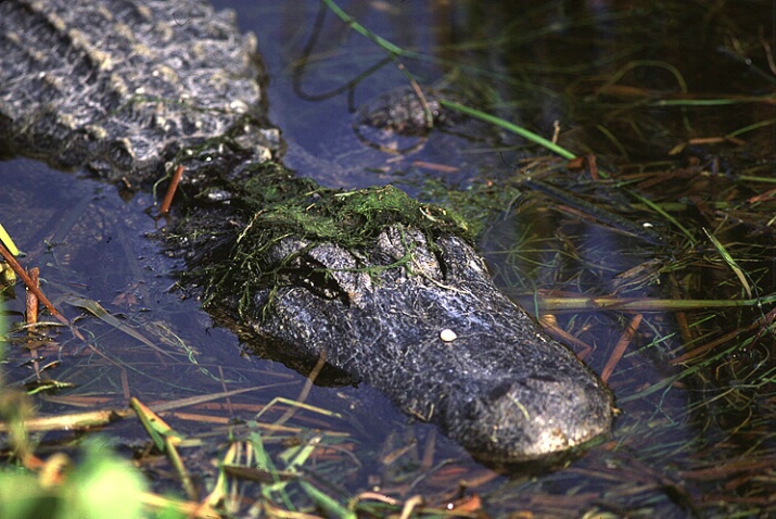 Mossy Headed Gator (Alligator Farm)  - ID: 562266 © Donald E. Chamberlain