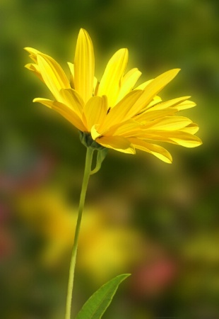 Wildflower Wave