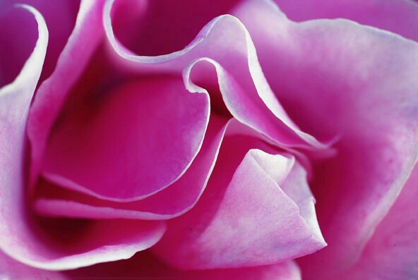 rose folds