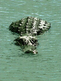 Myakka Alligator
