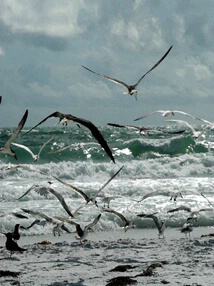 Terns Flying 