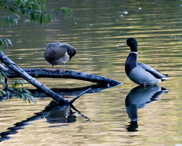 Two ducks and a branch