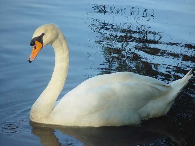 Swan at Sunset 2