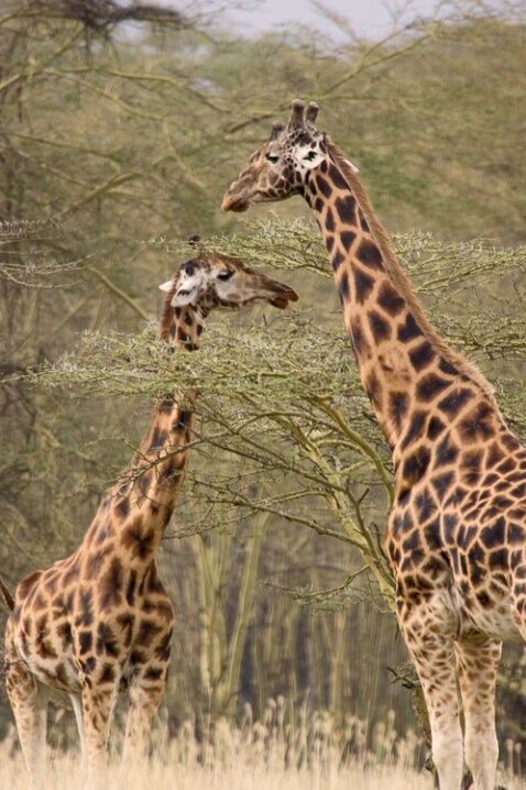 Rothchild Giraffes - ID: 562798 © James E. Nelson