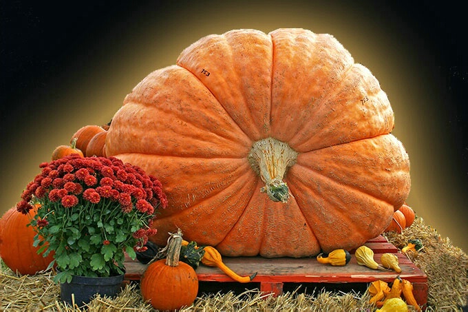 Pumpkin Magnificence