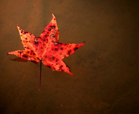 Fall leaf in the lake.