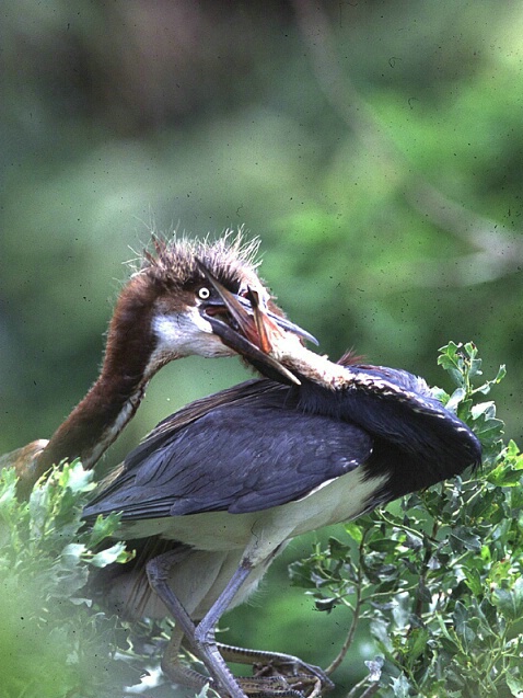 Herons Feeding Close Up - ID: 563113 © Donald E. Chamberlain