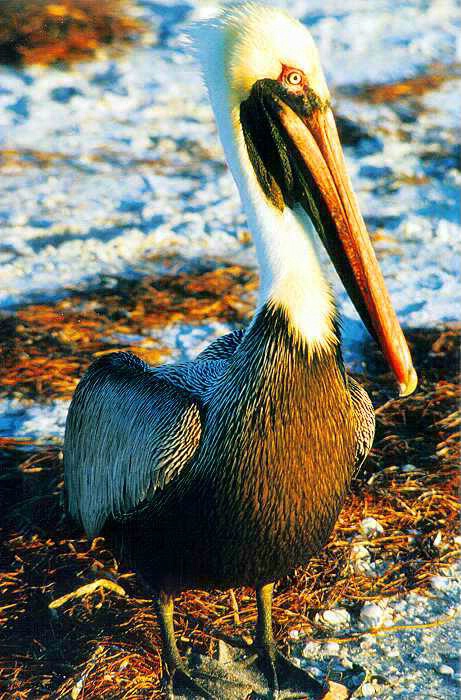 FL - Pelican