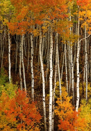 Aspen grove