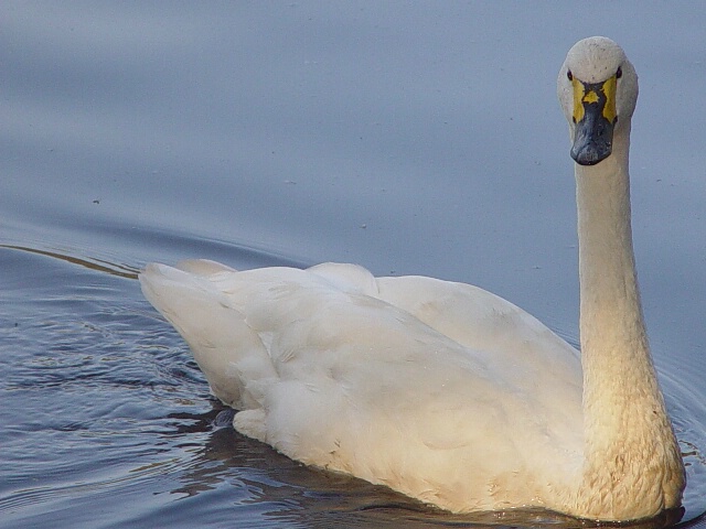 Swan in Shadows