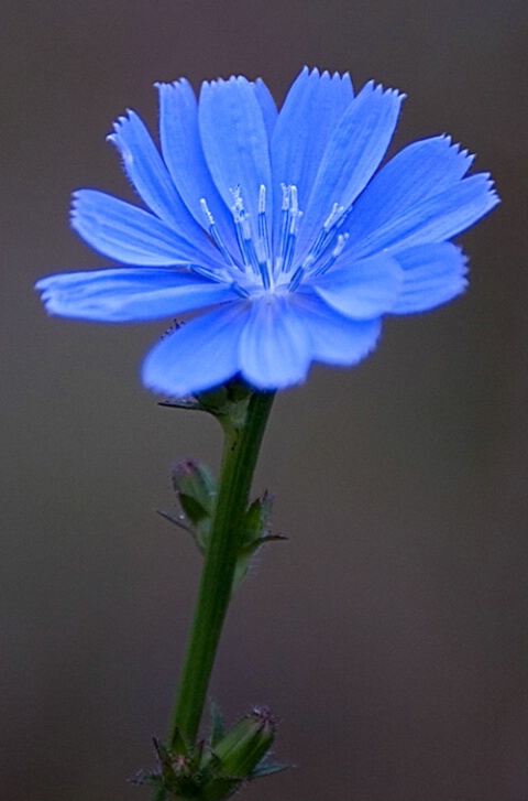 Field Flower