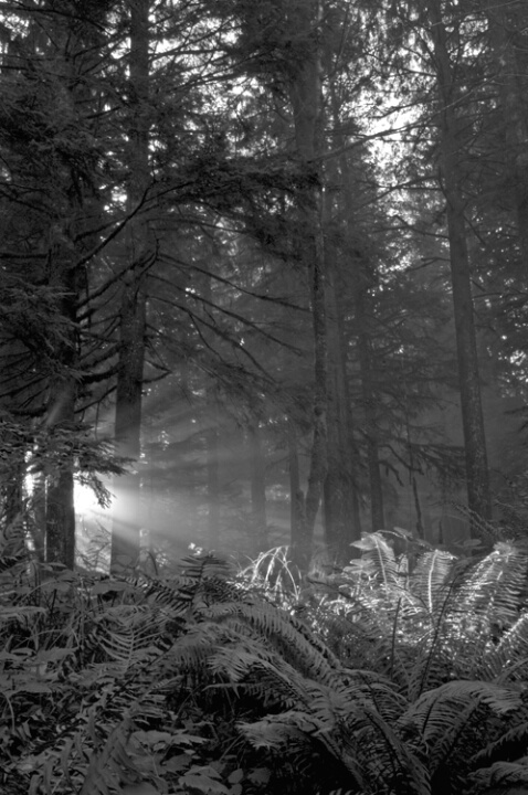 A light in the Forest B & W(13 of 20)