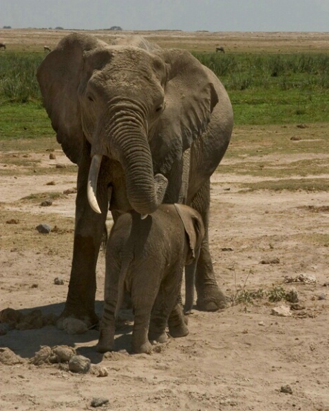 Elephants 1 - ID: 564552 © James E. Nelson