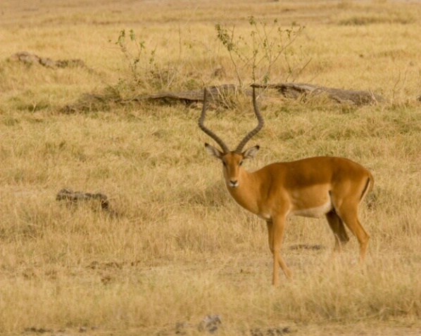 Impala 1 - ID: 564554 © James E. Nelson