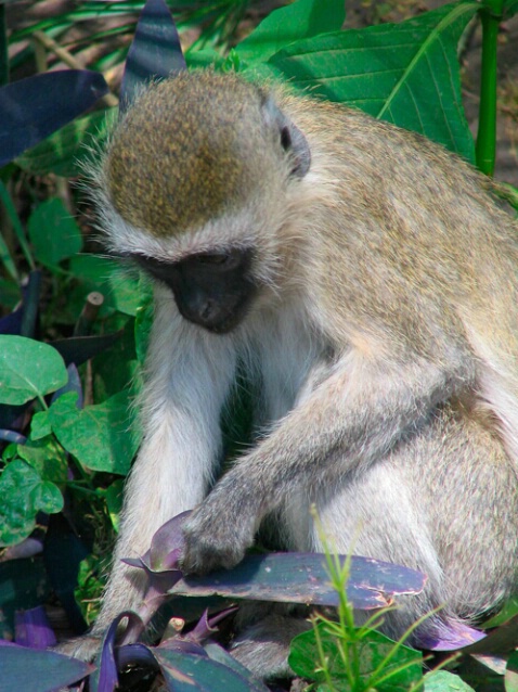 Vervet Monkey - ID: 564558 © James E. Nelson