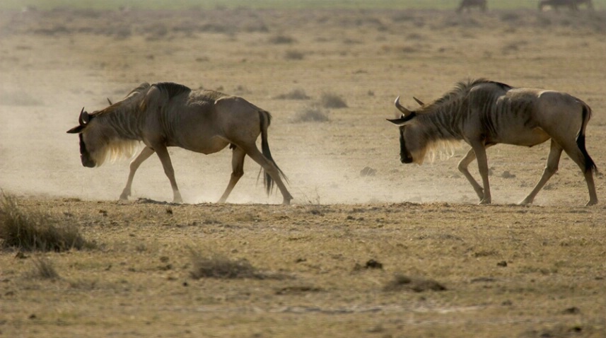 Wildebeest - ID: 564561 © James E. Nelson