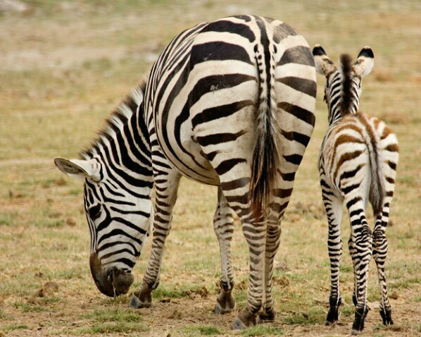 Female Zebra & Colt - ID: 564588 © James E. Nelson
