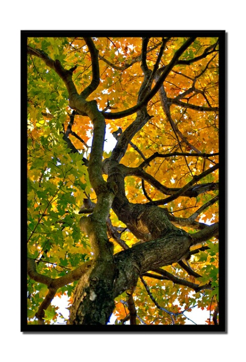 Tree Branch and Fall Colors