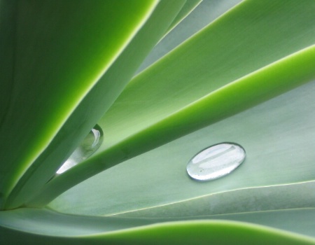 Agave Study II