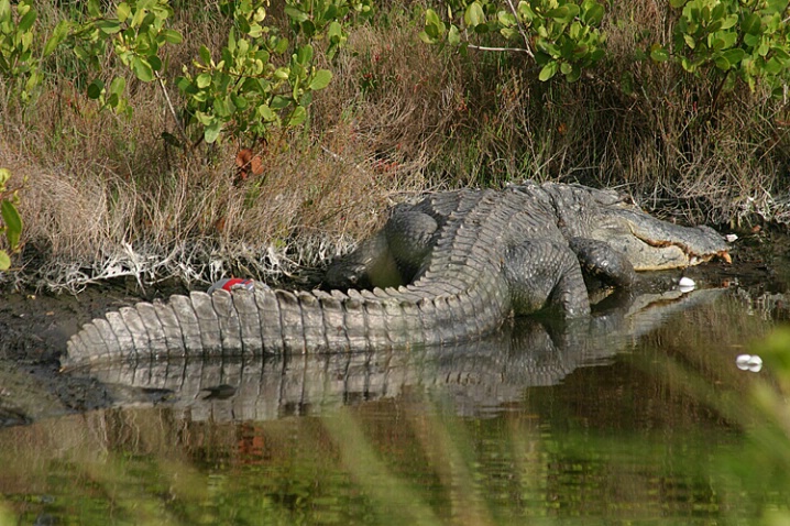 Gator at Merritt - ID: 565358 © Donald E. Chamberlain