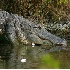 © Donald E. Chamberlain PhotoID# 565359: Gator near Shore