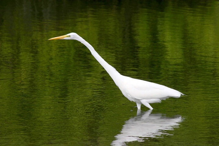 Great Egret Wading in Green Water