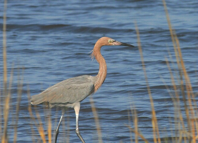 Reddish Egret in the Weeds - ID: 565414 © Donald E. Chamberlain