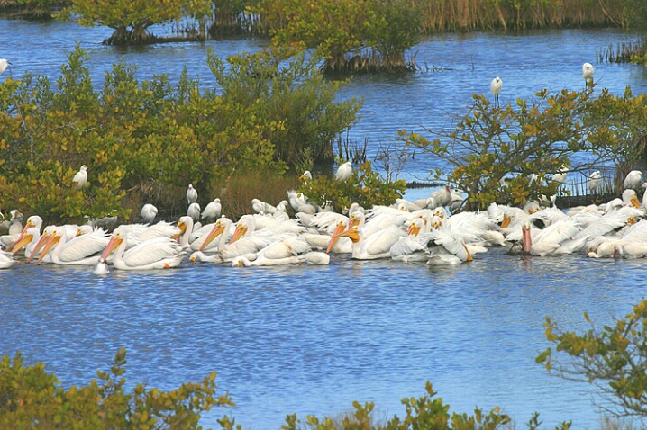 White Pelicans en masse - ID: 565416 © Donald E. Chamberlain