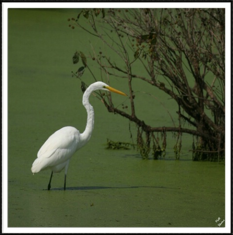 Egret  and the Green Slime
