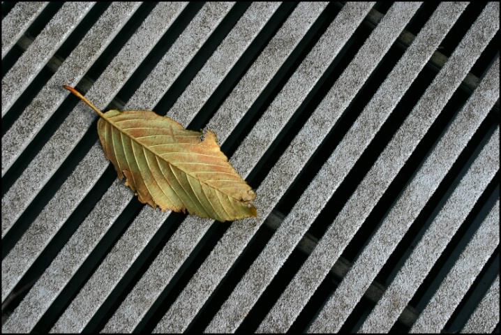 Leaf and Lines