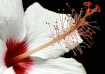 Hibiscus Pollen
