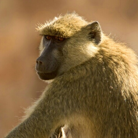 Yellow Baboon - ID: 567646 © James E. Nelson