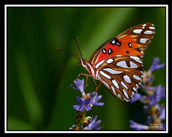Gulf Fritillary Butterfly - ID: 568660 © Sara And Dick