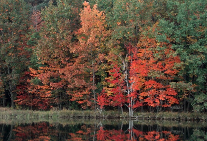 Vivid Fall Colors