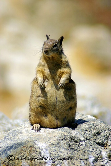Fat Mama Squirrel