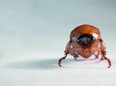 Head On Beetle