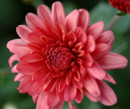 Chrysanthemum In Bloom