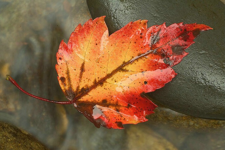 colorful leaf