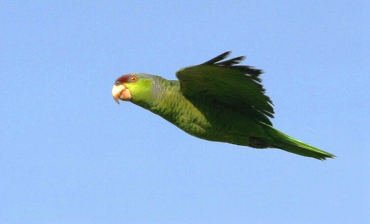 Green-Cheeked Amazon in Flight
