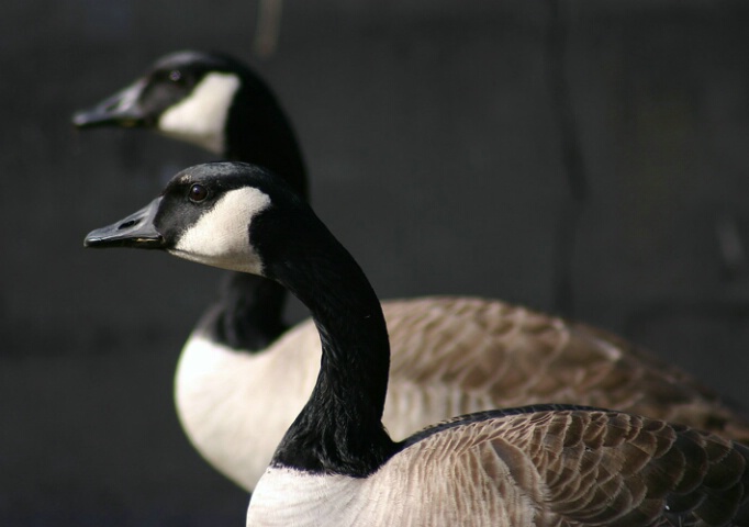 Canada Geese. eh!
