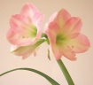 Amaryllis
