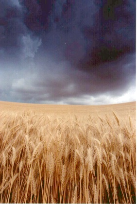 Wheat & Sky