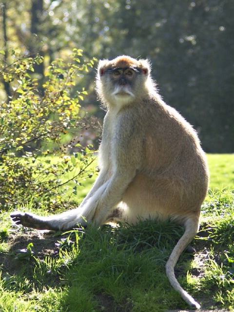 Patas Monkey2 (after)