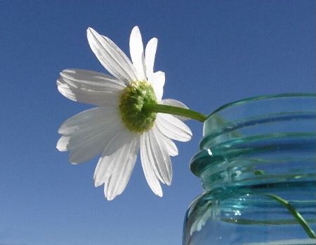 Ball Jar Daisy