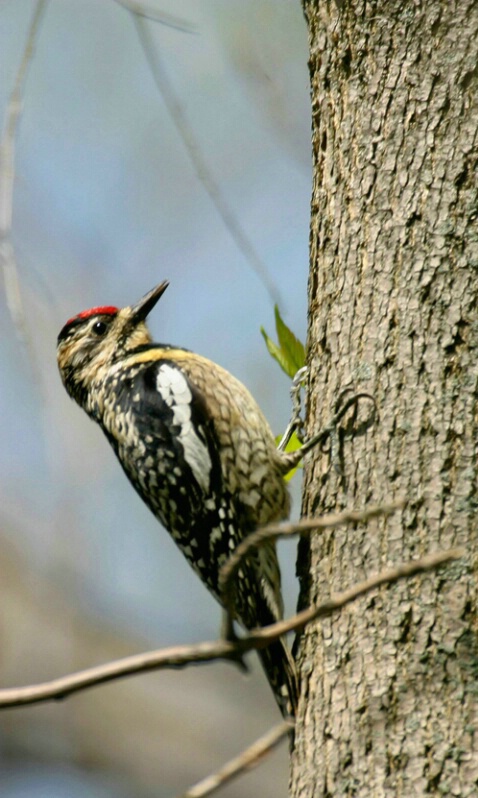 Yellow-bellied Sapsucker - ID: 573070 © James E. Nelson