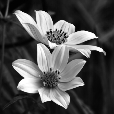 Coreopsis