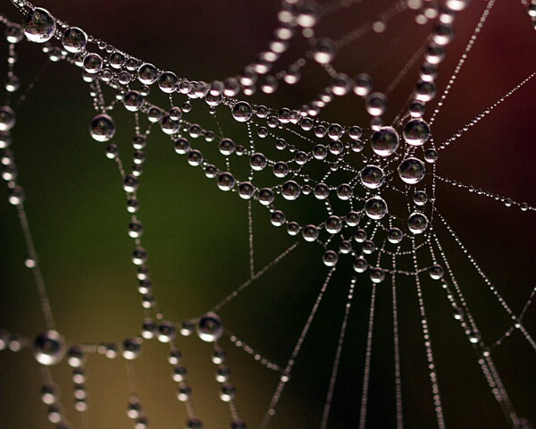 Web of Pearls