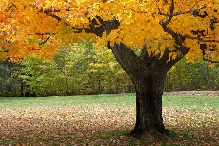 Autumn Lawn